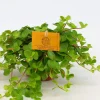 ohgreen Groene Planten|Ecocheques|Peperomia rotundifolia