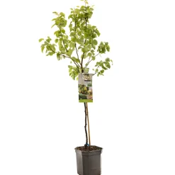 ohgreen Fruitbomen|Ecocheques|Perenboom pyrus communis para dulce laagstam