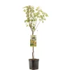 ohgreen Fruitbomen|Ecocheques|Perenboom pyrus communis triomphe de vienne laagstam