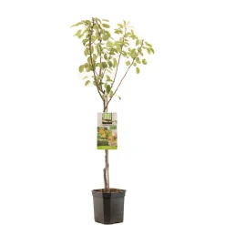 ohgreen Fruitbomen|Ecocheques|Perenboom pyrus communis triomphe de vienne laagstam
