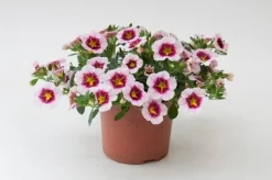 ohgreen Voorjaar|Ecocheques|Perkgoed