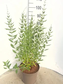 ohgreen Struiken|Ecocheques|Perovskia Blue Spire ( Blauwspirea )