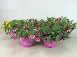 ohgreen Voorjaar|Ecocheques|Petunia sufinia