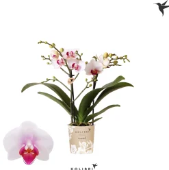 ohgreen Bloeiende Planten|Ecocheques|Phalaenopsis 2 tak gibraltar