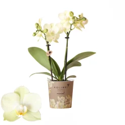 ohgreen Bloeiende Planten|Ecocheques|Phalaenopsis 2 tak mexico geel