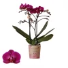 ohgreen Bloeiende Planten|Ecocheques|Phalaenopsis 2 tak 'moreli' paars