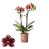 ohgreen Bloeiende Planten|Ecocheques|Phalaenopsis 2 tak spain rood/geel