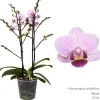 ohgreen Bloeiende Planten|Ecocheques|Phalaenopsis azure 2 bloemstelen