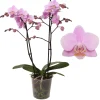 ohgreen Bloeiende Planten|Ecocheques|Phalaenopsis beauty 2 bloemstelen