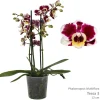 ohgreen Bloeiende Planten|Ecocheques|Phalaenopsis cascade Tessa Easter 2 bloemstelen