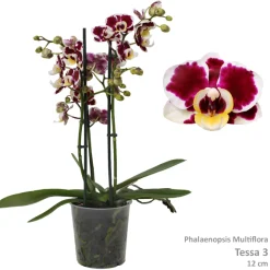 ohgreen Bloeiende Planten|Ecocheques|Phalaenopsis cascade Tessa Easter 2 bloemstelen