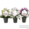ohgreen Ecocheques|Bloeiende Planten|Phalaenopsis multiflora cascade vorm
