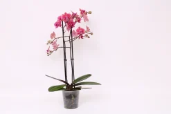 ohgreen Bloeiende Planten|Ecocheques|Phalaenopsis piper 2 bloemstelen