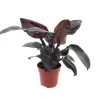 ohgreen Groene Planten|Ecocheques|Philodendron Black Cardinal