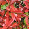 ohgreen Struiken|Ecocheques|Photinia fraseri Little Red Robin