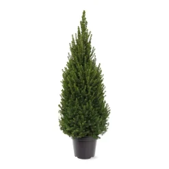 ohgreen Kerstbomen|Ecocheques|Picea glauca 'Perfecta'