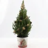 ohgreen Struiken|Ecocheques|Picea glauca Sanders Pine ( Kerstboom )