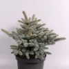 ohgreen Struiken|Ecocheques|Picea pungens Glauca Globosa ( Blauwspar )