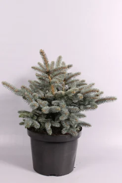ohgreen Struiken|Ecocheques|Picea pungens Glauca Globosa ( Blauwspar )