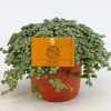 ohgreen Groene Planten|Ecocheques|Pilea Glauca