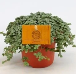 ohgreen Groene Planten|Ecocheques|Pilea Glauca