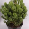 ohgreen Struiken|Ecocheques|Pinus heldreichii Compact ( Bosnische Pijnboom )