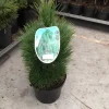 ohgreen Struiken|Ecocheques|Pinus nigra Green Tower ( Zwarte den of Oostenrijkse den )