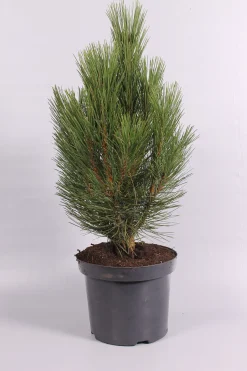 ohgreen Struiken|Ecocheques|Pinus nigra Pyramidalis ( Zwarte den )