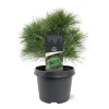 ohgreen Struiken|Ecocheques|Pinus strobus Minima ( Witte Pijnboom )