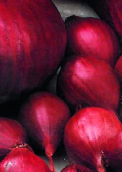 ohgreen Plantgroente|Ecocheques|Plantajuin red baron 14/21 250g