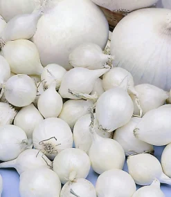 ohgreen Plantgroente|Ecocheques|Plantajuin snowball 8/21 250g