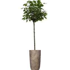 ohgreen Potten En Vazen|Planter paardebloem beton goud 21x21x40cm