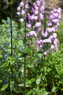 ohgreen Bind En Steun|Ecocheques|Plantstok d8mmh60cm groen