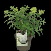 ohgreen Struiken|Ecocheques|Pluimhortensia 'Bobo'