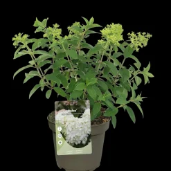 ohgreen Struiken|Ecocheques|Pluimhortensia 'Bobo'
