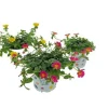 ohgreen Voorjaar|Ecocheques|Portulaca p12