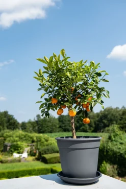 ohgreen Kunststof|Ecocheques|Pot essential 28cm