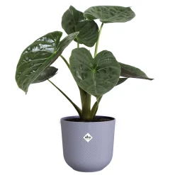 ohgreen Potten En Vazen|Ecocheques|Pot jazz rond 23cm lavendel lila