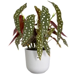 ohgreen Potten En Vazen|Ecocheques|Pot jazz rond 14cm zijdewit