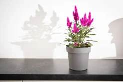 ohgreen Kunststof|Ecocheques|Pot rond happy 16 cm antraciet