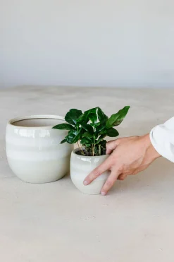 ohgreen Potten En Vazen|Pot saffron