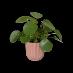 ohgreen Potten En Vazen|Ecocheques|Pot vibes fold 25cm delicate roze