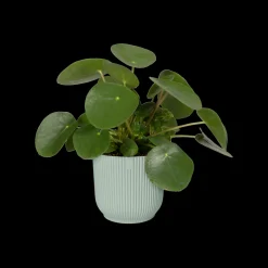 ohgreen Potten En Vazen|Ecocheques|Pot vibes fold 16cm sorbet green