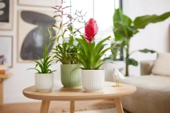 ohgreen Potten En Vazen|Ecocheques|Pot vibes fold 16cm sorbet green