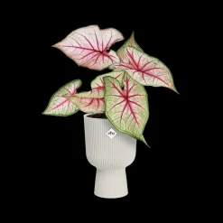 ohgreen Potten En Vazen|Ecocheques|Pot vibes fold coupe 14cm zijdewit