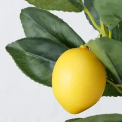 ohgreen Sfeermakers|Potplant Citroen