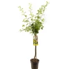 ohgreen Fruitbomen|Ecocheques|Pruimenboom prunus domestica ontario halfstam