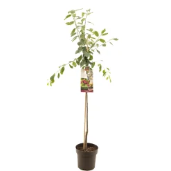 ohgreen Fruitbomen|Ecocheques|Pruimenboom prunus domestica victoria halfstam