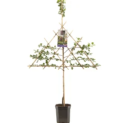 ohgreen Fruitbomen|Ecocheques|Pruimenboom prunus domestica opal leiboom