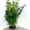 ohgreen Struiken|Ecocheques|Prunus laurocerasus Ani ( Laurierkers )